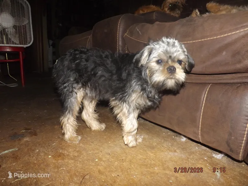 AKC Sarge – Brussels Griffon puppy for sale in Berryville, AR