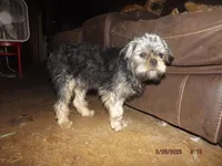 AKC Sarge, a male Brussels Griffon for sale in Berryville, AR – 1 of 9
