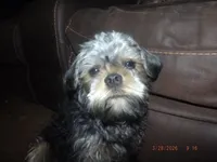AKC Sarge, a male Brussels Griffon for sale in Berryville, AR – 4 of 9
