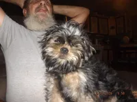 AKC Sarge, a male Brussels Griffon for sale in Berryville, AR – Photo 3 of 6