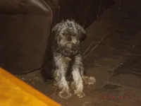 AKC Sarge, a male Brussels Griffon for sale in Berryville, AR – 7 of 9