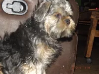 AKC Sarge, a male Brussels Griffon for sale in Berryville, AR – 2 of 9