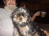 AKC Sarge, a male Brussels Griffon for sale in Berryville, AR – Photo 2 of 6