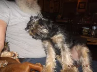 AKC Sarge, a male Brussels Griffon for sale in Berryville, AR – Photo 4 of 6