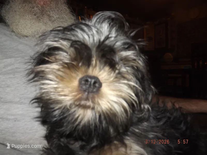 AKC Sarge – Brussels Griffon puppy for sale in Berryville, AR