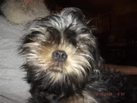 AKC Sarge, a male Brussels Griffon for sale in Berryville, AR – Photo 1 of 6