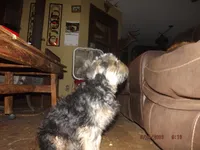 AKC Sarge, a male Brussels Griffon for sale in Berryville, AR – 8 of 9