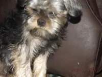 AKC Sarge, a male Brussels Griffon for sale in Berryville, AR – 3 of 9