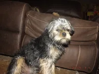 AKC Sarge, a male Brussels Griffon for sale in Berryville, AR – 9 of 9