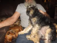 AKC Sarge, a male Brussels Griffon for sale in Berryville, AR – Photo 5 of 6