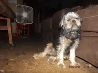 AKC Sarge, a male Brussels Griffon for sale in Berryville, AR – 6 of 9