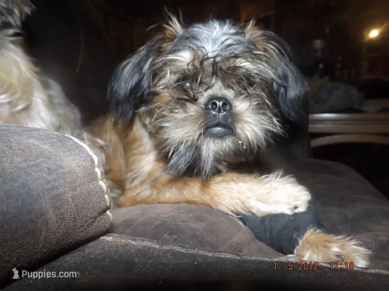 AKC Cinnamon – Brussels Griffon puppy for sale in Berryville, AR