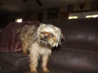 AKC Spinner, a male Brussels Griffon for sale in Berryville, AR – 5 of 9