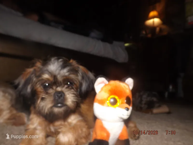 AKC Cinnamon – Brussels Griffon puppy for sale in Berryville, AR