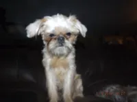 AKC Buddy, a male Brussels Griffon for sale in Berryville, AR – 7 of 10