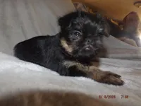 AKC Cujo, a male Brussels Griffon for sale in Berryville, AR – 4 of 7