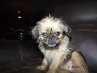 AKC Malibu, a female Brussels Griffon for sale in Berryville, AR – 4 of 7