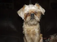 AKC Buddy, a male Brussels Griffon for sale in Berryville, AR – 3 of 10