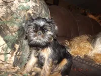 AKC Cujo, a male Brussels Griffon for sale in Berryville, AR – 4 of 7