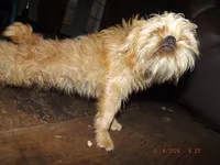 AKC Pistol, a female Brussels Griffon for sale in Berryville, AR – 4 of 6