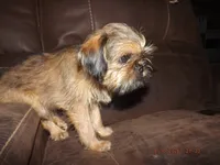 AKC Cinnamon, a female Brussels Griffon for sale in Berryville, AR – 3 of 5