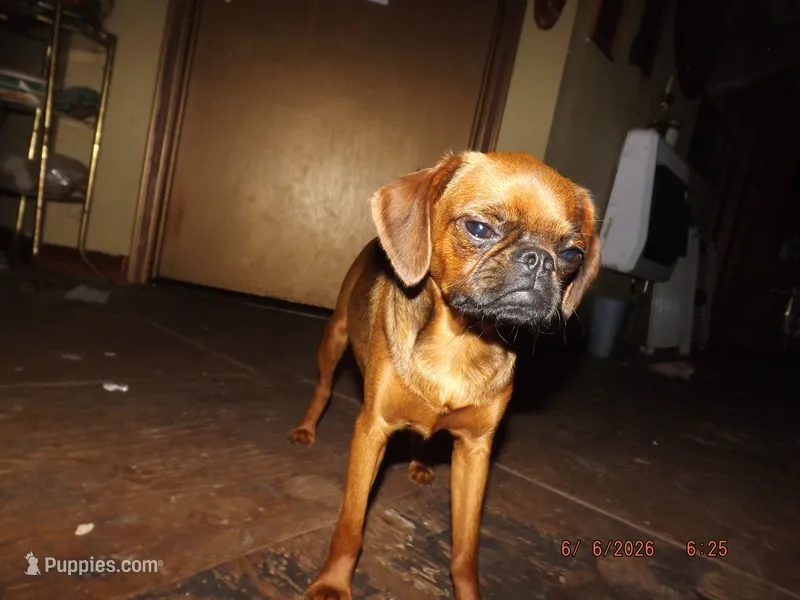 AKC Stick Figure – Brussels Griffon puppy for sale in Berryville, AR