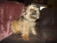 AKC Spinner, a male Brussels Griffon for sale in Berryville, AR – 4 of 9