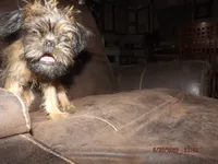 AKC Cocoa, a female Brussels Griffon for sale in Berryville, AR – 2 of 7