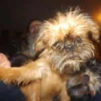 AKC Zena, a female Brussels Griffon for sale in Berryville, AR – Photo 9 of 10