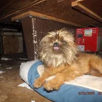 AKC Zena, a female Brussels Griffon for sale in Berryville, AR – Photo 6 of 10