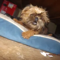 AKC Zena, a female Brussels Griffon for sale in Berryville, AR – Photo 3 of 10