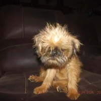AKC Zena, a female Brussels Griffon for sale in Berryville, AR – Photo 10 of 10