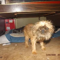 AKC Zena, a female Brussels Griffon for sale in Berryville, AR – Photo 4 of 10