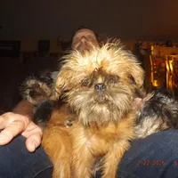 AKC Zena, a female Brussels Griffon for sale in Berryville, AR – Photo 7 of 10