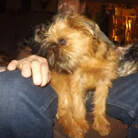 AKC Zena, a female Brussels Griffon for sale in Berryville, AR – Photo 8 of 10