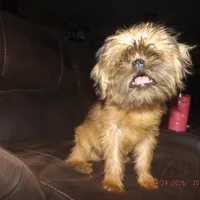 AKC Zena, a female Brussels Griffon for sale in Berryville, AR – Photo 1 of 10