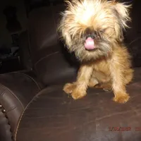 AKC Zena, a female Brussels Griffon for sale in Berryville, AR – Photo 2 of 10