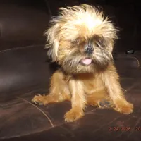 AKC Zena, a female Brussels Griffon for sale in Berryville, AR – Photo 5 of 10