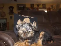 AKC Cujo, a male Brussels Griffon for sale in Berryville, AR – 4 of 10