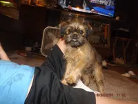 Rewind, a female Brussels Griffon for sale in Berryville, AR – 6 of 7