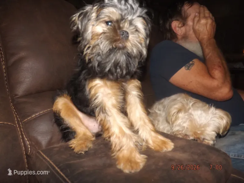 AKC Captain – Brussels Griffon puppy for sale in Berryville, AR