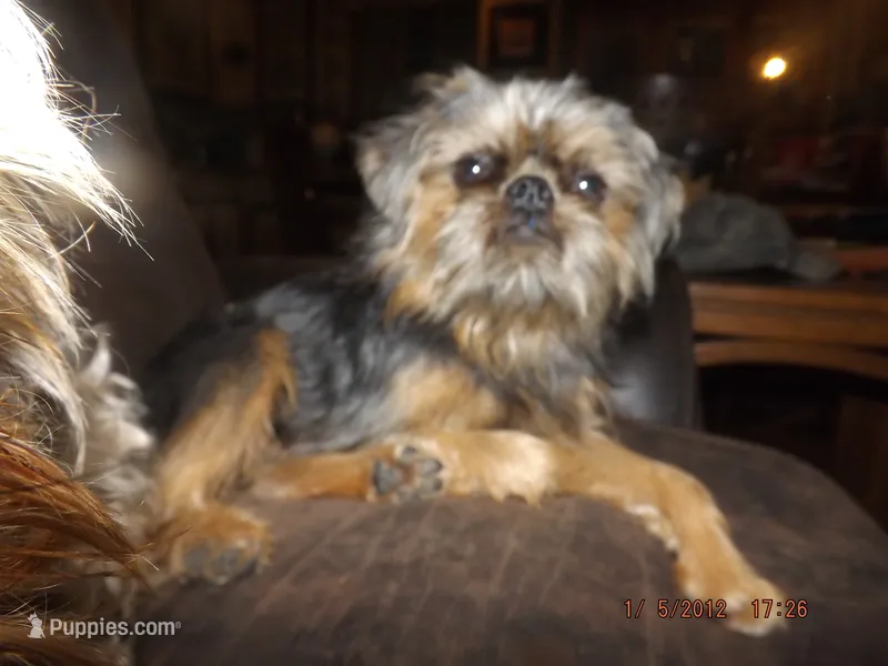 AKC Captain – Brussels Griffon puppy for sale in Berryville, AR
