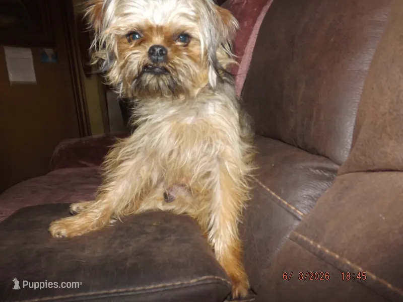AKC Spinner – Brussels Griffon puppy for sale in Berryville, AR
