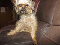 AKC Spinner, a male Brussels Griffon for sale in Berryville, AR – 1 of 9