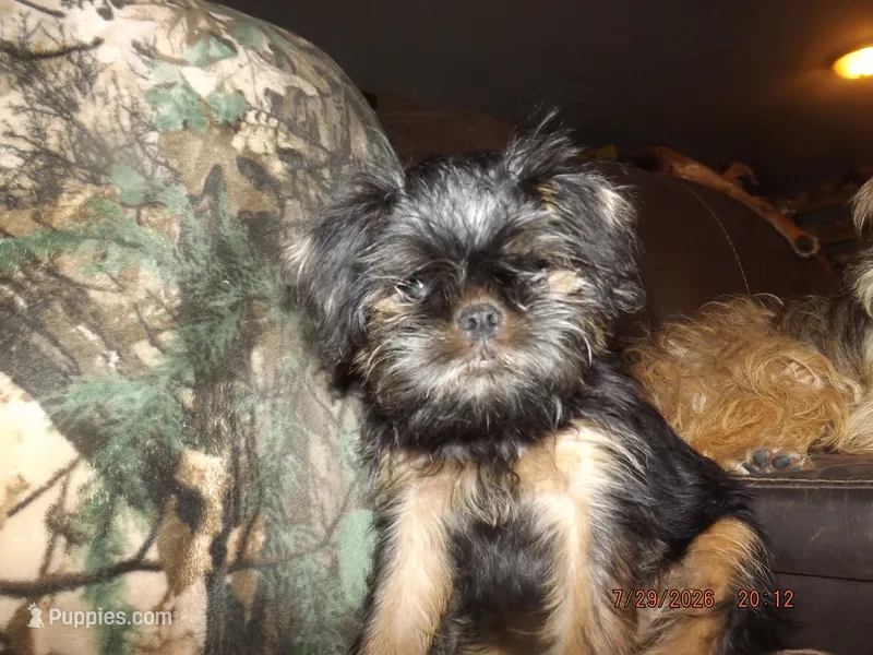 AKC Cujo – Brussels Griffon puppy for sale in Berryville, AR