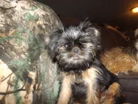 AKC Cujo, a male Brussels Griffon for sale in Berryville, AR – 1 of 7