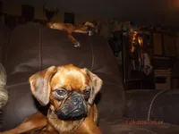 AKC Stick Figure, a female Brussels Griffon for sale in Berryville, AR – 5 of 5