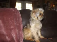 AKC Spinner, a male Brussels Griffon for sale in Berryville, AR – 7 of 9