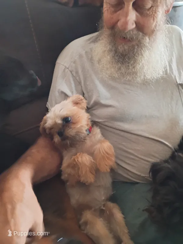 AKC Pistol – Brussels Griffon puppy for sale in Berryville, AR