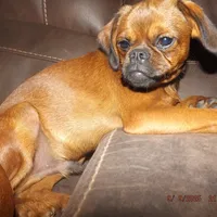 AKC Pretty Boy, a male Brussels Griffon for sale in Berryville, AR – Photo 1 of 4